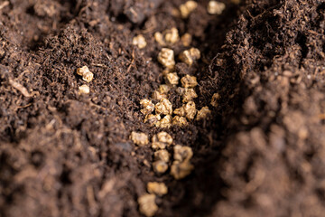 beet seeds in fertile soil with the addition of peat , a plot of land mixed with peat in which red...