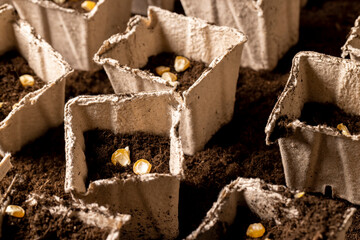 planting sweet corn grains in fertile soil in paper biodegradable pots close up
