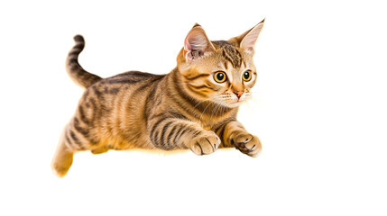 Obraz premium Tabby cat is leaping forward with focused gaze against a stark black background, exhibiting its athletic prowess.