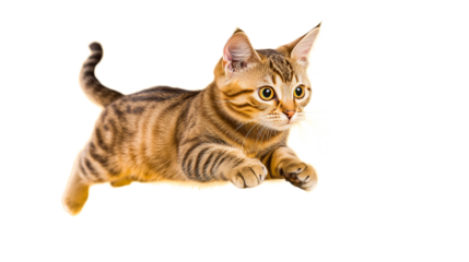 Tabby cat is leaping forward with focused gaze against a stark black background, exhibiting its athletic prowess.