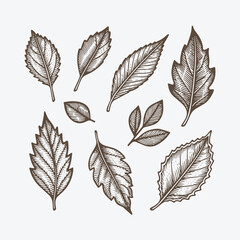 Fototapeta premium Set of rustic nature engraving style logo design illustration