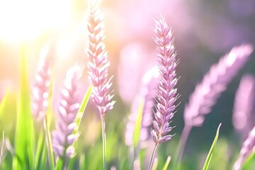 Sunlit pink wildflowers in a vibrant green field