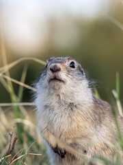 A prairie dog on a grassy lawn