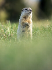 A prairie dog standing on its hind legs on a grassy lawn