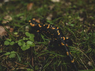 Feuersalamander in Deutschland