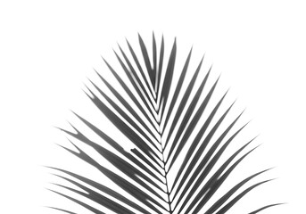 Fototapeta premium Close up monochrome image of a palm leaf with sharp pointed fronds against a white background space