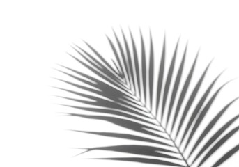 Obraz premium Shadow of a palm leaf on a white background creating a minimalist and tropical aesthetic scene view