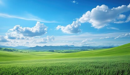 Fototapeta premium Green Field Panorama Under Sunny Sky