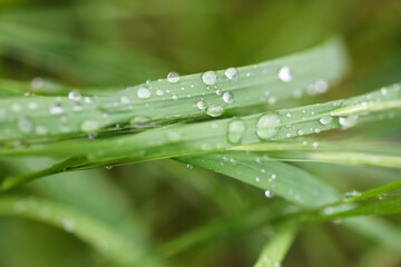 dew, rain drops, green grass, macro photo, fresh nature, spring, summer, ecology, freshness, moisture, environment, close-up, morning
