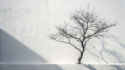 Minimalist Wall Tree Photography: Simple Branch Silhouette Against White Wall
