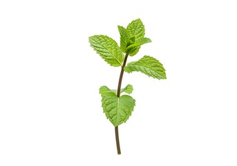 Fototapeta premium A sprig of fresh green mint with vibrant leaves isolated on a clean white background in a studio shot