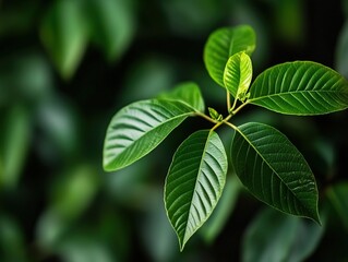 Fototapeta premium Close-up view of vibrant green leaves in a garden setting.
