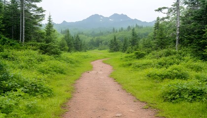Fototapeta premium A winding dirt path through a lush green forest, leading towards misty mountains in the distance