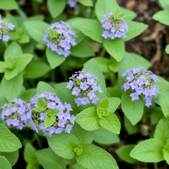 Small clusters of purple flowers and fresh mint leaves in the garden, botanical, gardens, herbage