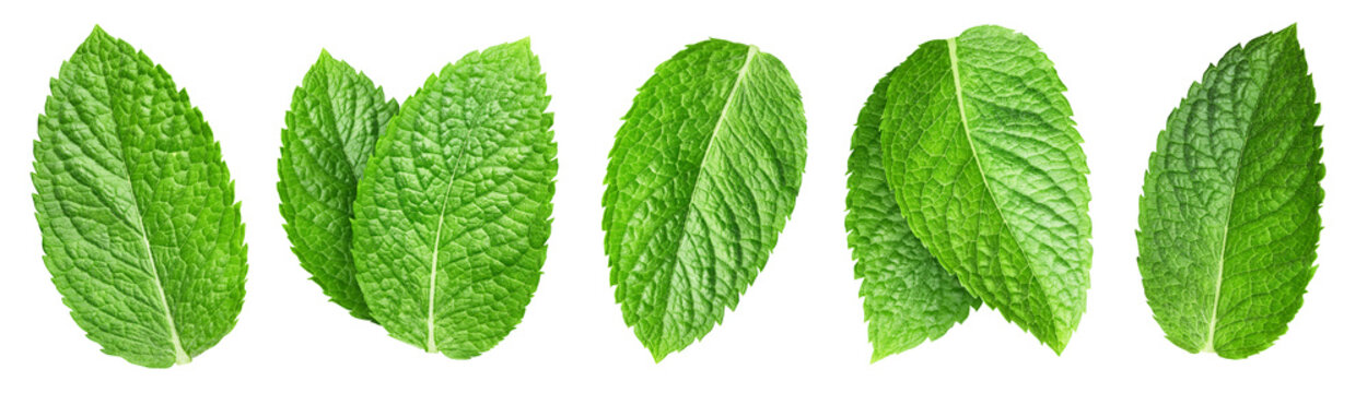 Mint pepper leaf isolated on white