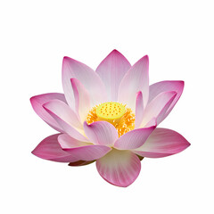 Beautiful Pink Lotus Flower Image HighResolution Floral Photo for Backgrounds and Websites