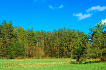 Idyllic green meadow in Northern Poland. Kashubia.