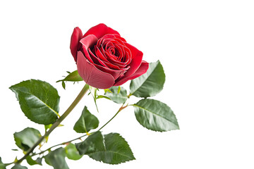 Fototapeta premium Single Red Rose with Green Leaves on Transparent Background