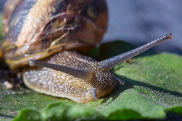 Snail closeup