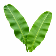 Fototapeta premium Fresh Green Banana Leaves Tropical Plant Nature Background