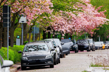 Scenic bright view row parked cars on busy city street in European city Magdeburg with blooming...