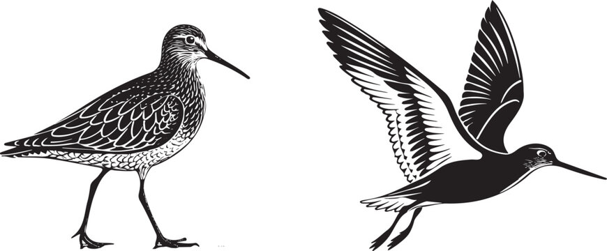 Sandpiper silhouette vector design with white background.