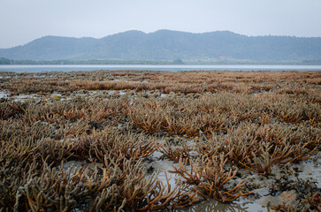 There is Staghorn Coral's field on the Beach at Phuket,Thailand. They show up when low tidal...