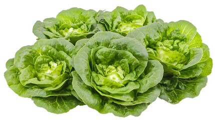Obraz premium Close-up view of fresh green leafy lettuce heads.