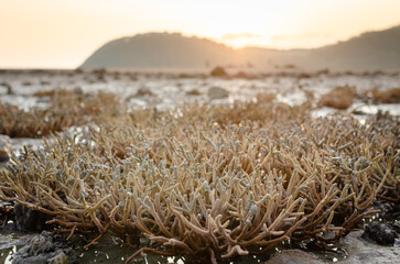 There is Staghorn Coral's field on the Beach at Phuket,Thailand. They show up when low tidal current. This is a problem from global warming, climate change. They are dying slowly..