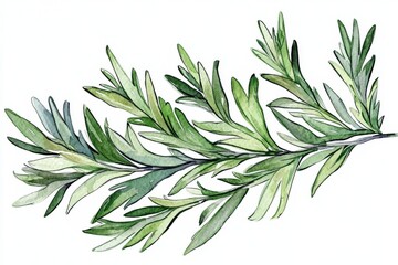 Fototapeta premium The wormwood herb is celebrated for its use in aromatherapy and health.