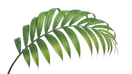 Obraz premium Tropical Palm Leaf Isolated on a White Background, Natural Green Texture