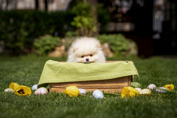 Pomeranian puppy sitting in a wooden box surrounded by colorful eggs and flowers on a sunny day