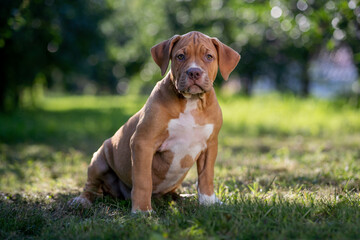 Cute brown american bully puppy sitting on grass in a sunny park with trees in the background during a bright afternoon