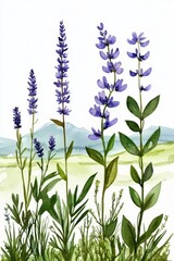 Fototapeta premium This artwork highlights various wild herbs used in pharmaceutical remedies.