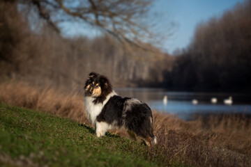 Collie stands proudly by the riverbank on a sunny day, surrounded by nature in early spring