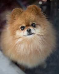 Obraz premium Fluffy pomeranian dog looking directly at the camera in a cozy indoor setting during daylight hours