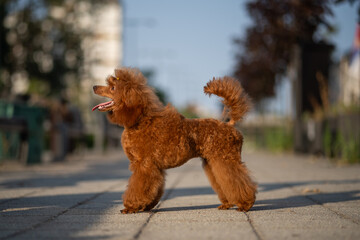 Playful red poodle stands proudly on a city sidewalk while enjoying a sunny afternoon stroll in the...
