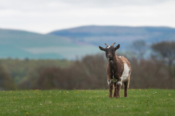 Pygmy goat stands in a field, Angus, Scotland