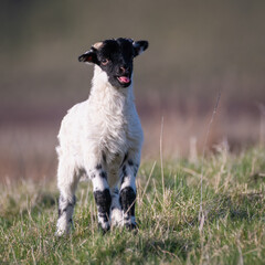 Cute young lamb in the fields on a spring evening, Perthshire, Scotland