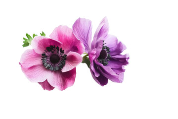 Fototapeta premium A vibrant close-up of pink and purple anemone flowers, showcasing their intricate petals and contrasting dark centers, set against a soft, blurred background for a serene effect