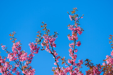Thailand Sakura pink flower : Full pink cherry blossom on spring in the morning at Chiang Mai...