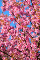 Thailand Sakura pink flower : Full pink cherry blossom on spring in the morning at Chiang Mai province, north of Thailand.