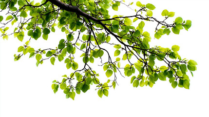 overhanging tree branch with fresh spring leaves, soft lighting, isolated with no background