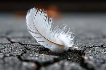A solitary white feather lies gently on a cracked asphalt surface, creating a unique scene.