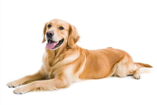 a golden retriever dog isolated on a white background, ultra-realistic, real photo