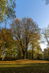 maples and other deciduous trees in the autumn in the park , blue sky