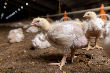 a poultry farm where meat breeds of broiler chickens are grown for industrial meat production close up