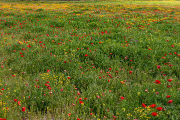 Poppy field, a sea of ​​red and green