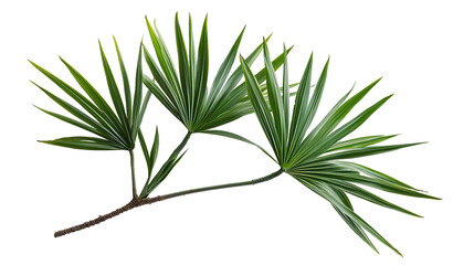 Fototapeta premium Palm tree branch with fresh green leaves, isolated on transparent background. PNG