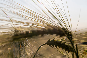 rye during sunset, a large number of rye ears in a field against a sky with yellow hues at sunset